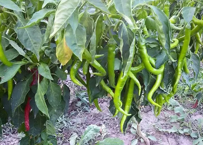 Мотель Assos Bahcivan Restaurant *